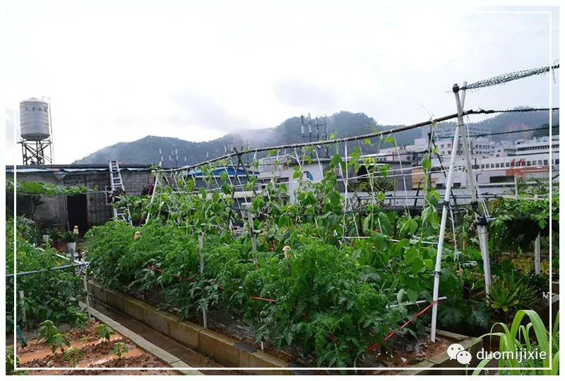 聽說了嗎，多米居然開始搞副業(yè)了？
